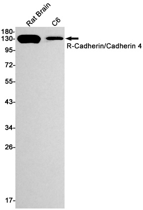 CDH4 Antibody