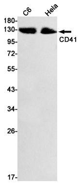 ITGA2B/CD41 Rabbit Monoclonal Antibody