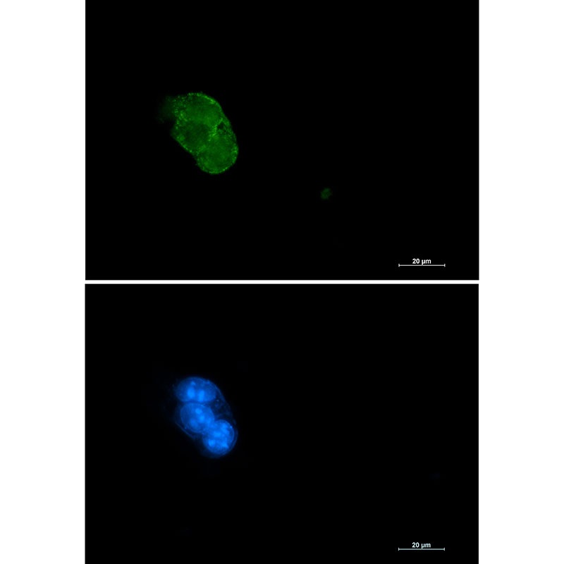CASP3 Antibody