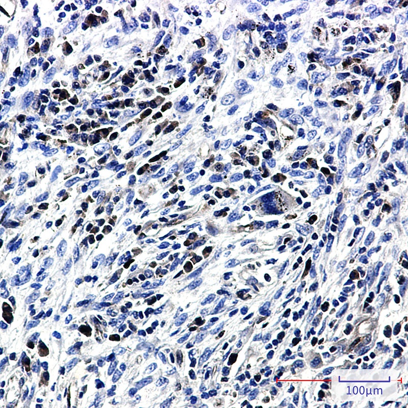CASP3 Antibody