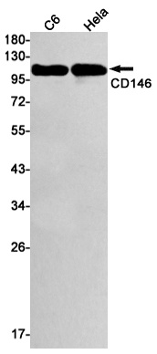 CD146 Rabbit mAb