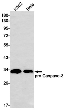 CASP3 Antibody