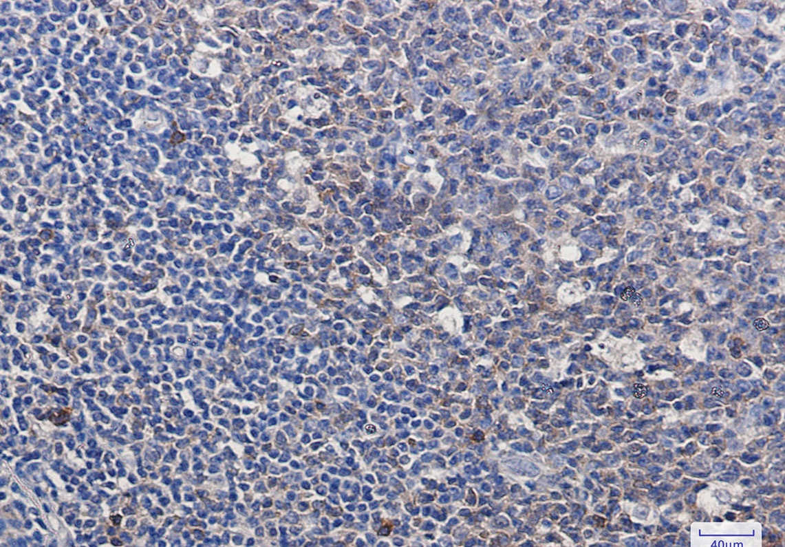 CASP3 Antibody