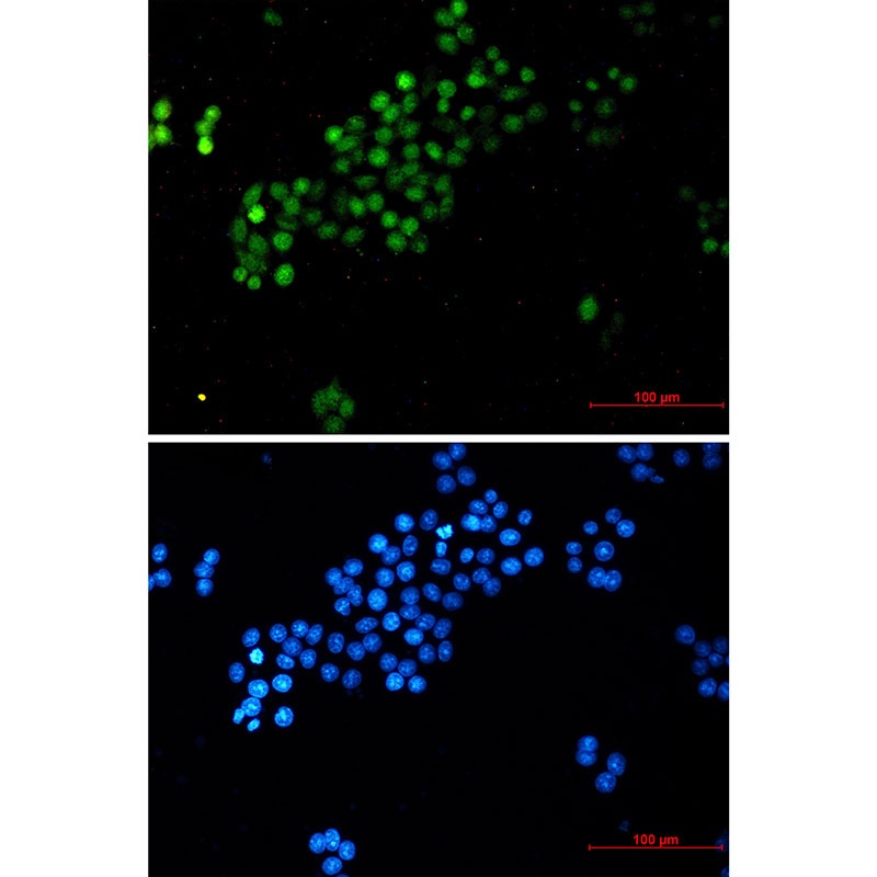 MYC Antibody