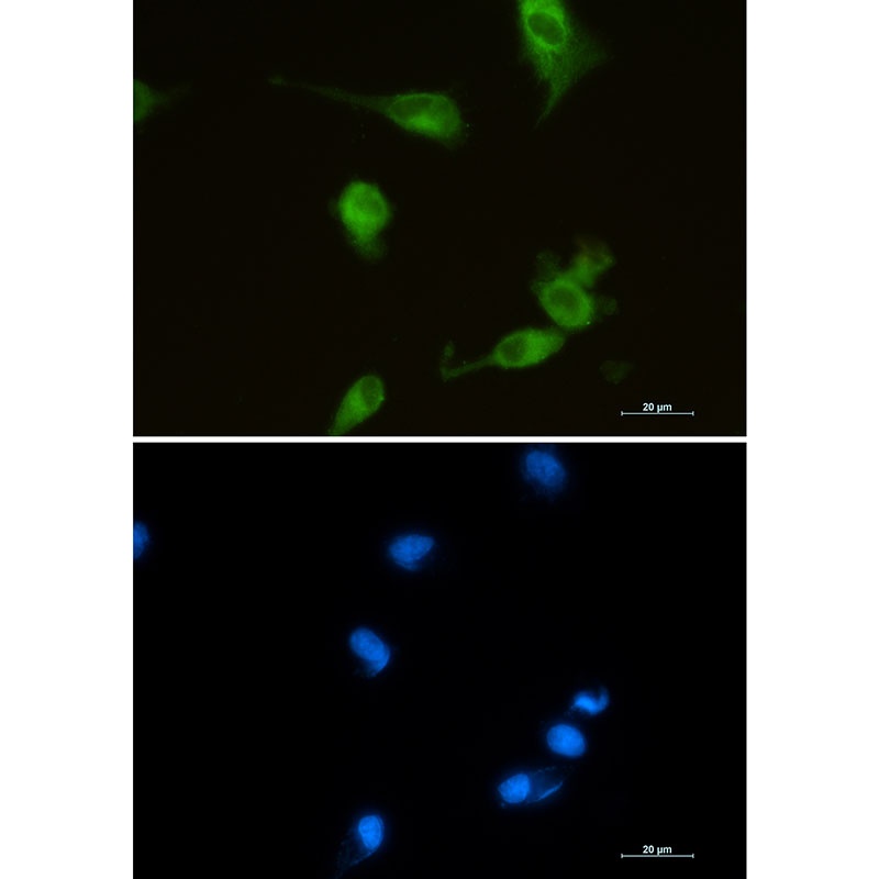 HMOX1 Antibody