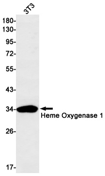 HMOX1 Antibody