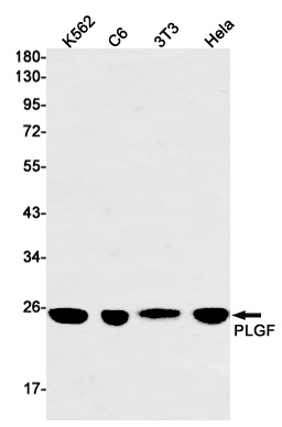 PGF Antibody