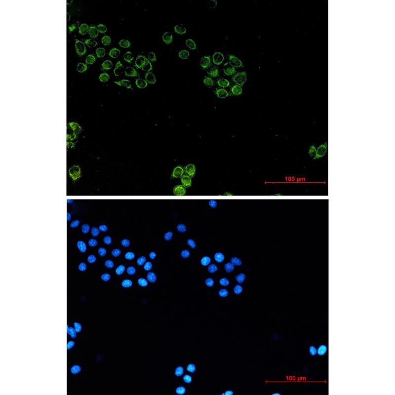 GPC1 Antibody