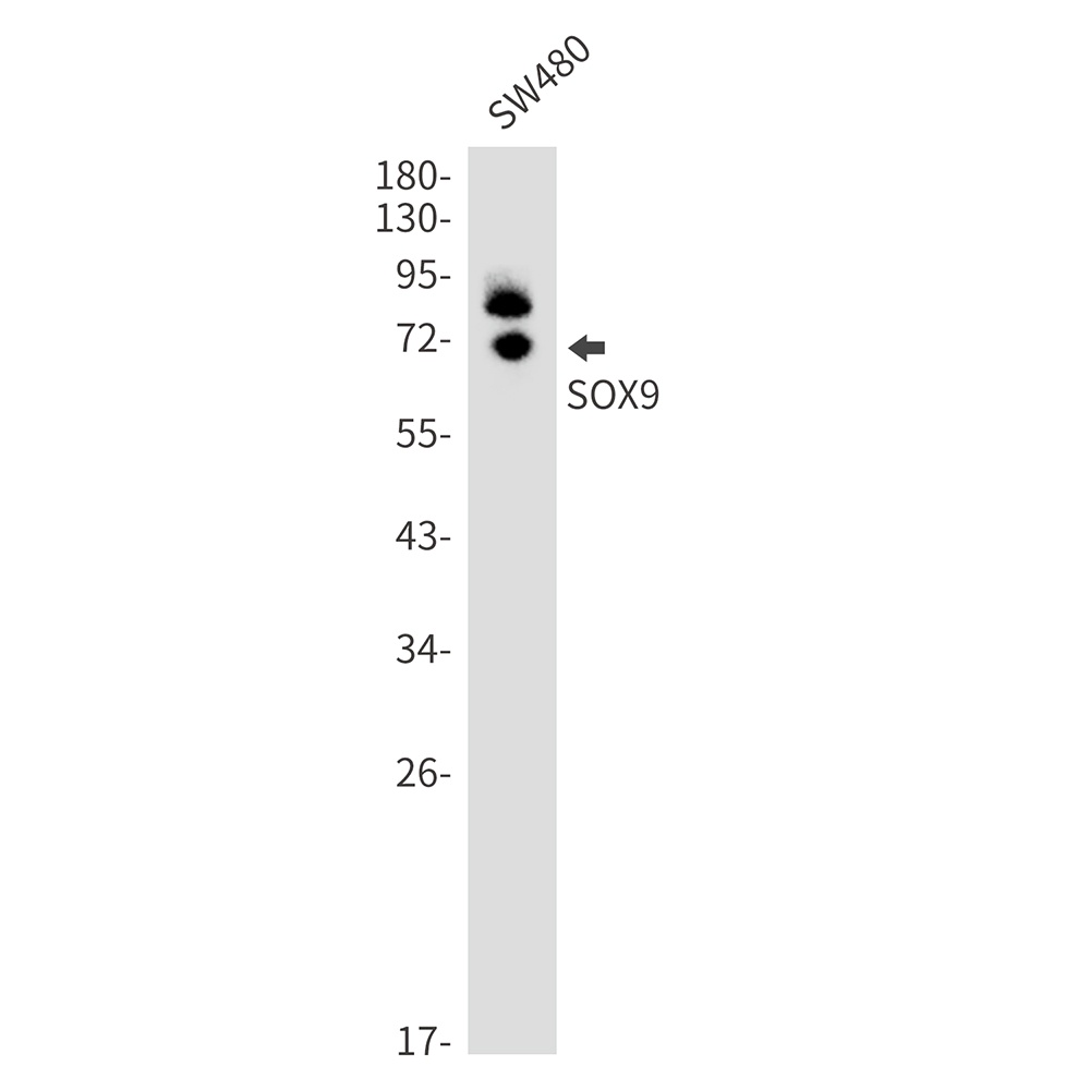 SOX9 Antibody