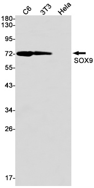 SOX9 Antibody