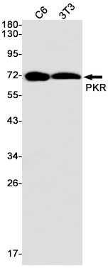 PKR Rabbit mAb