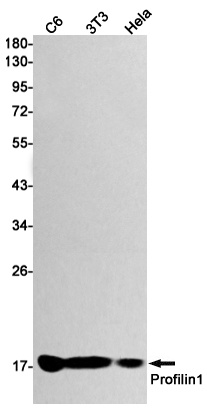 PFN1 Antibody