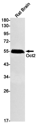 Oct-2 Rabbit mAb