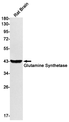 GLUL Antibody