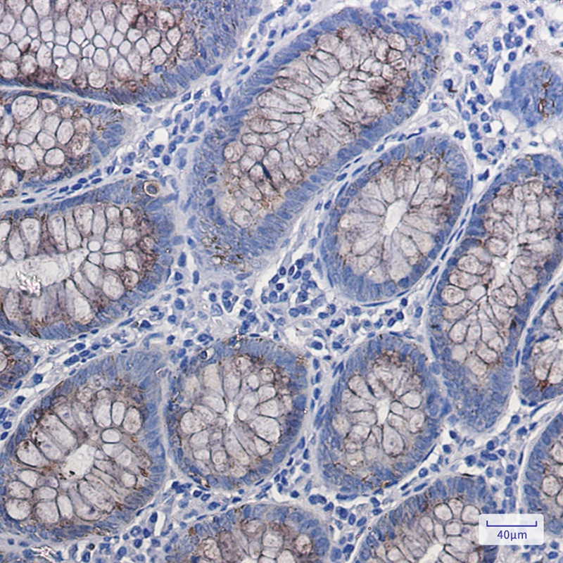 AGR2 Antibody