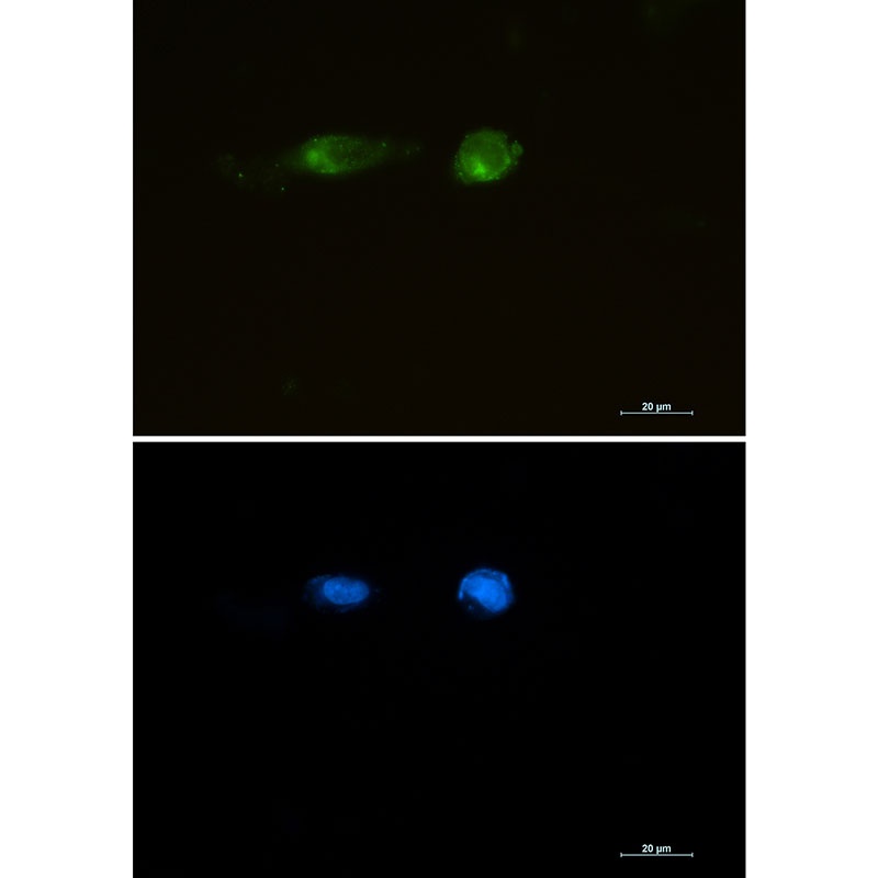 [KO] LRP1 Rabbit mAb