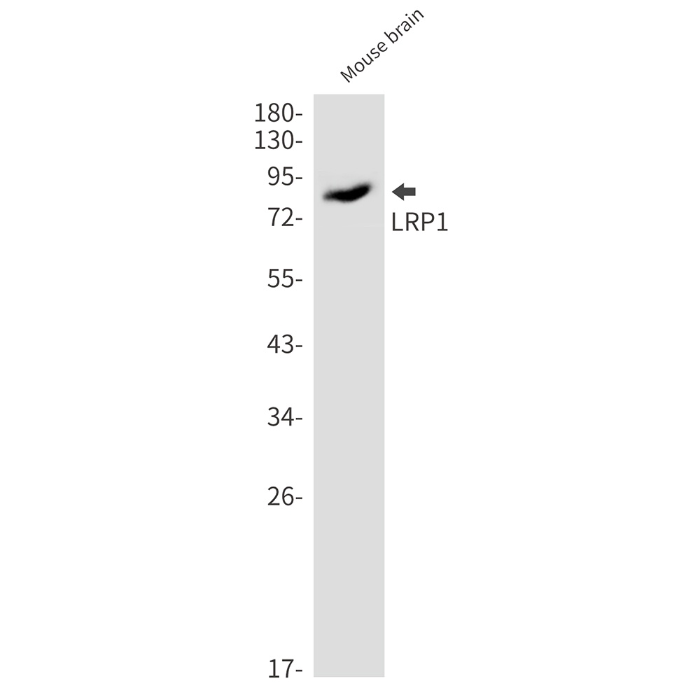 [KO] LRP1 Rabbit mAb