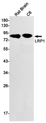 LRP1 Antibody