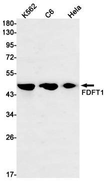 FDFT1 Antibody
