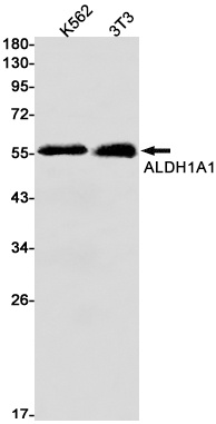 ALDH1A1 Antibody