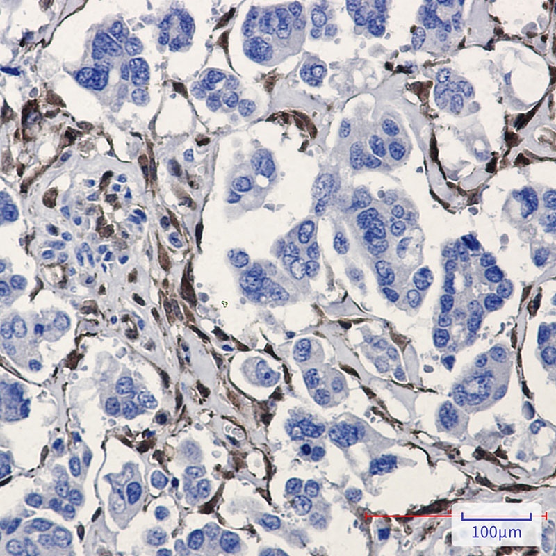 ALDH1A1 Antibody