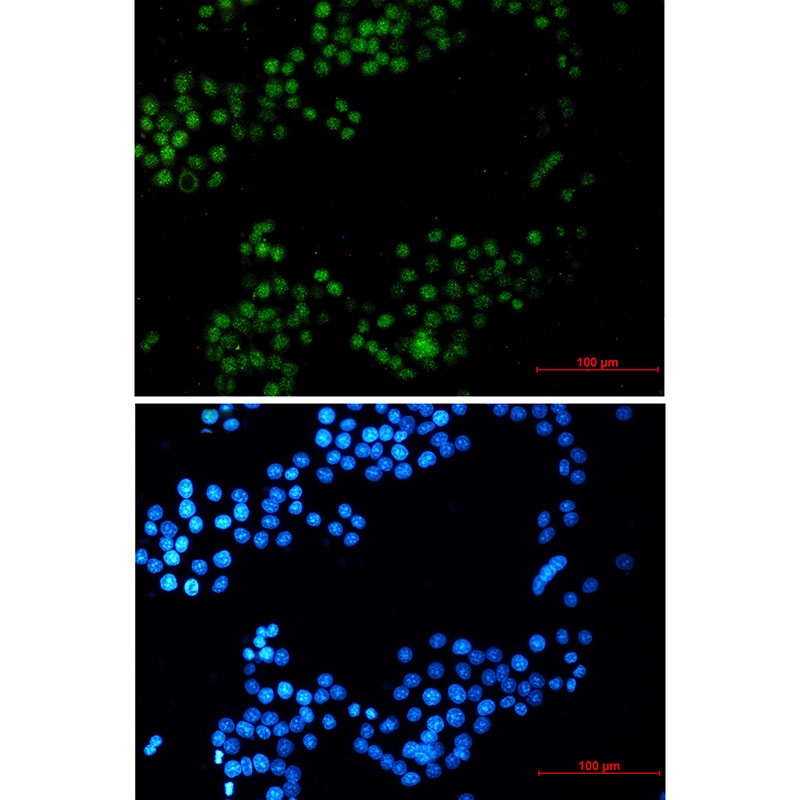 CRTC3 Antibody