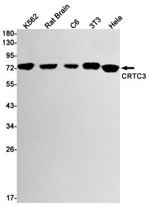 CRTC3 Antibody