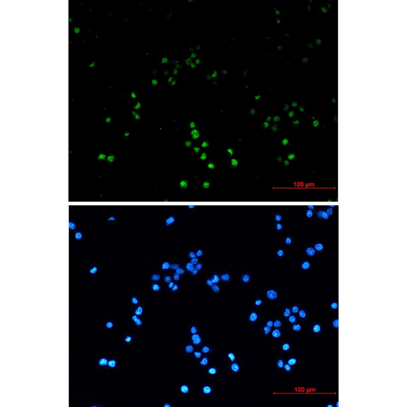 ZHX2 Antibody