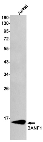 BANF1/BAF Rabbit Monoclonal Antibody
