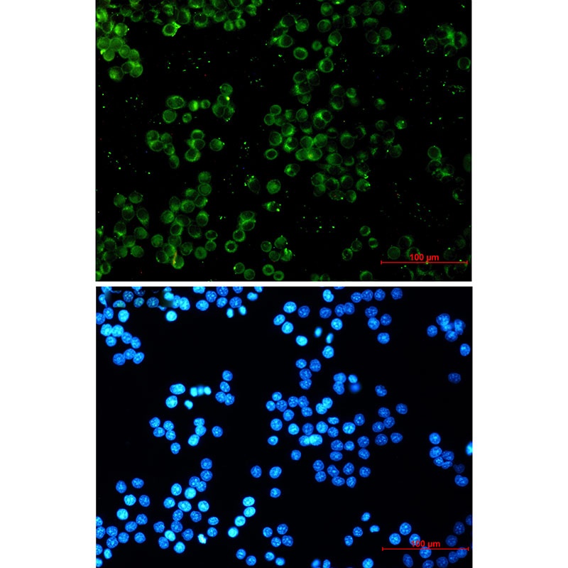 TREX1 Antibody