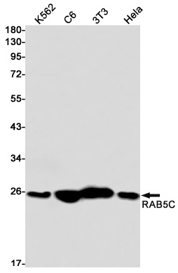 RAB5C Antibody
