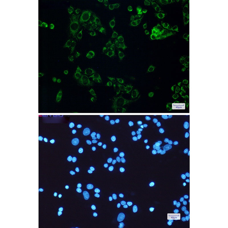 STOML2 Antibody