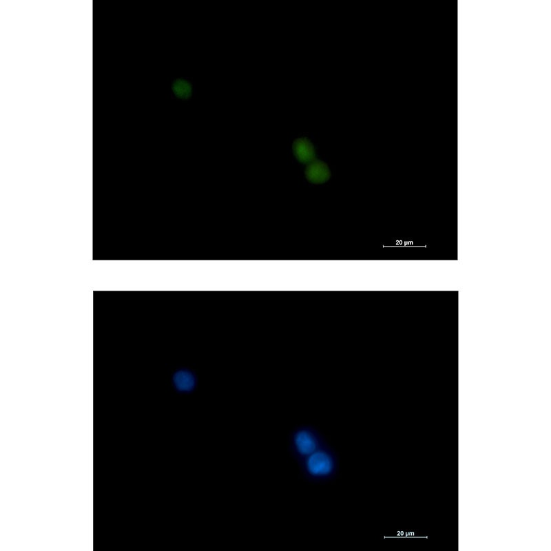 POLD1 Antibody