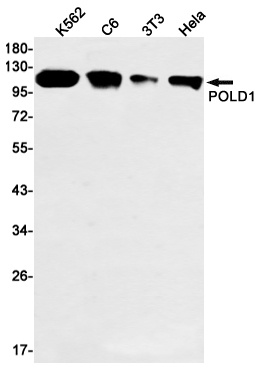POLD1 Antibody