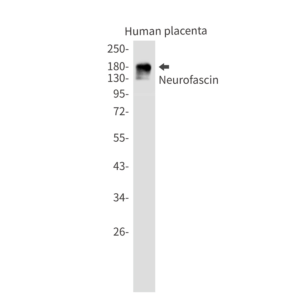 Nfasc Antibody