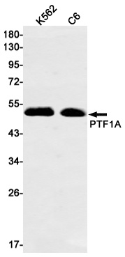 PTF1A Rabbit mAb