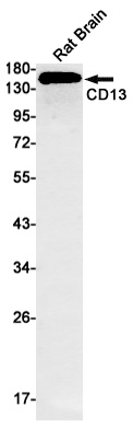 ANPEP Antibody