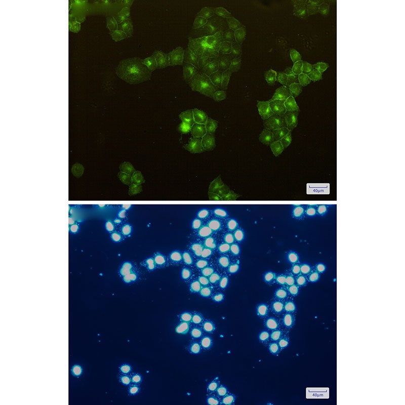 ANPEP Antibody