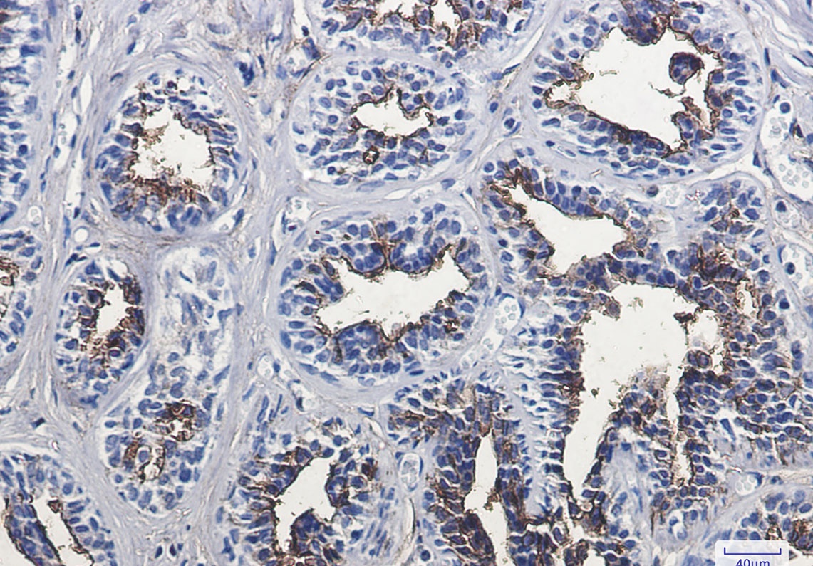 ANPEP Antibody