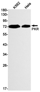 EIF2AK2 Antibody