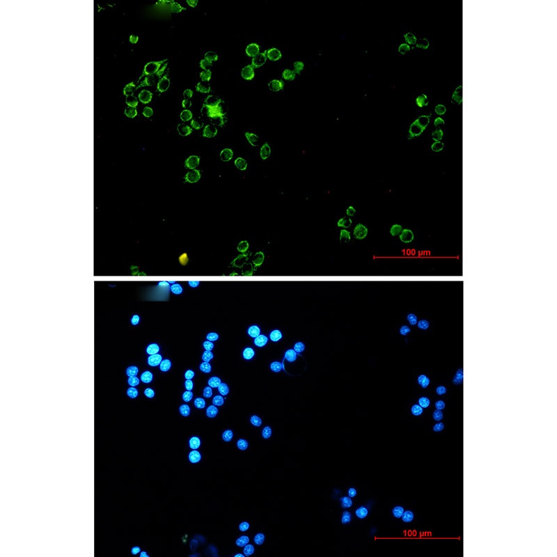 DLD Antibody