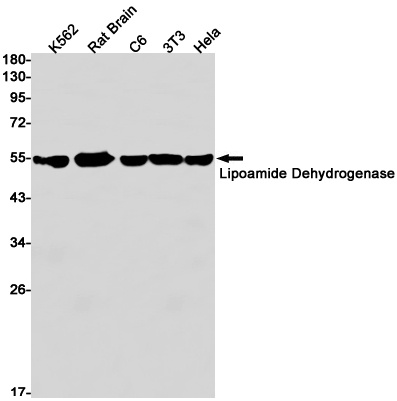 DLD Antibody