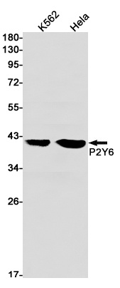 P2RY6 Antibody