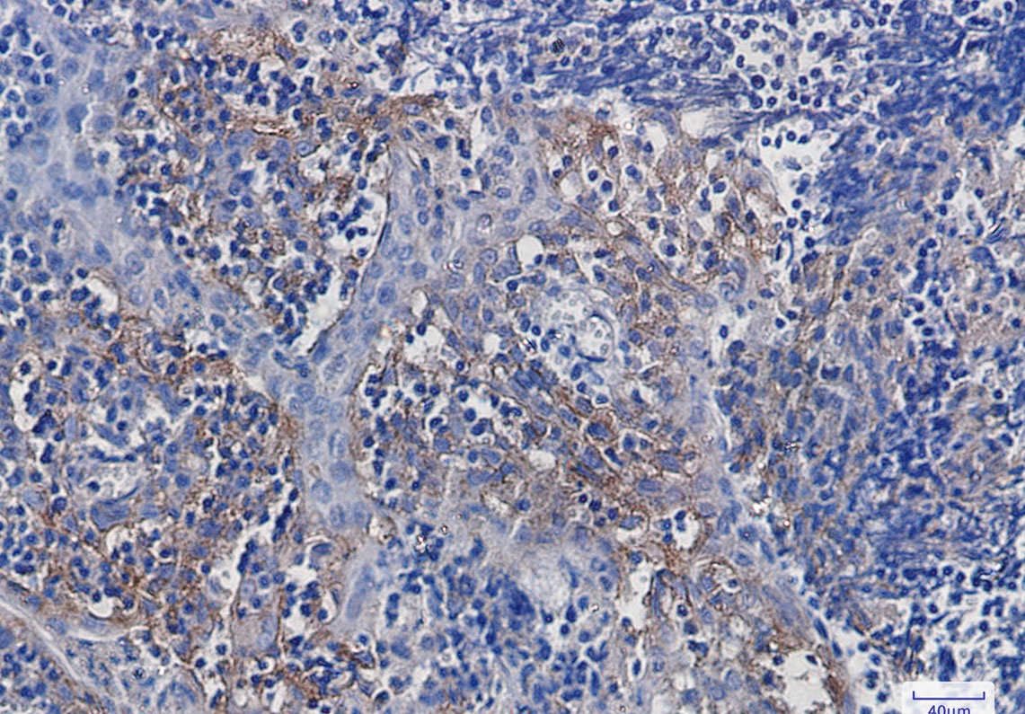 [KO] Integrin alpha V Rabbit mAb