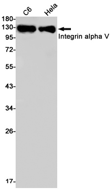 ITGAV Antibody