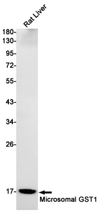 MGST1 Antibody