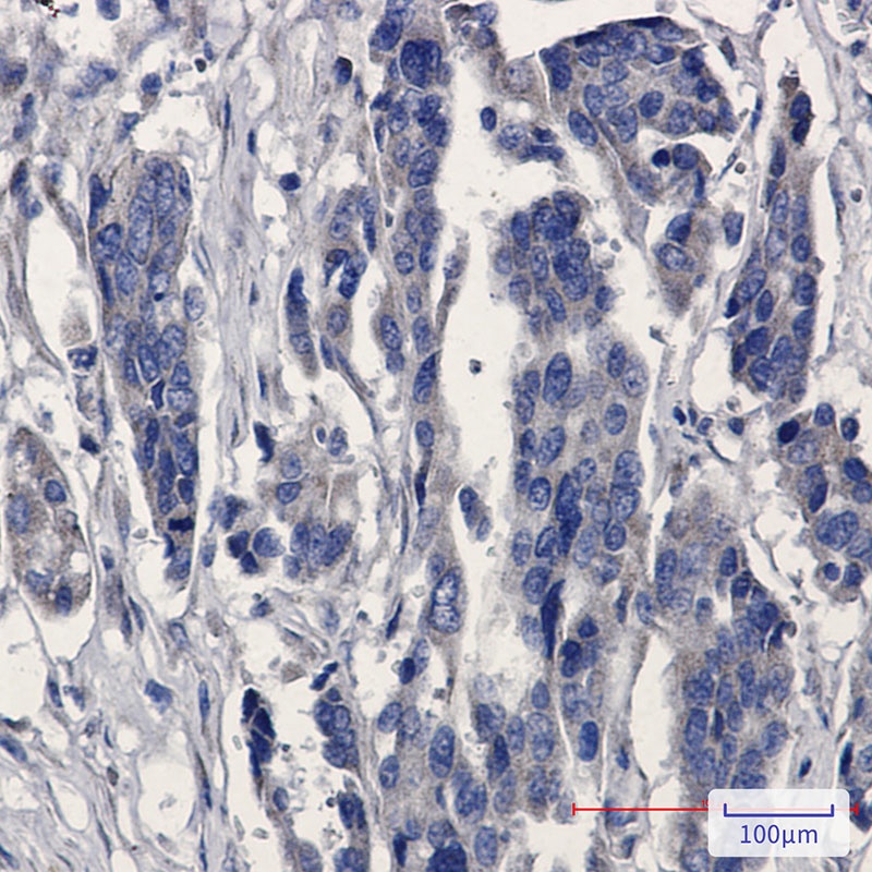 MGST1 Antibody