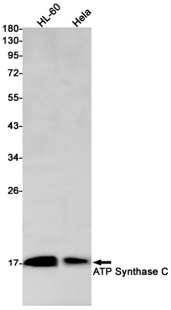 ATP Synthase C Rabbit mAb