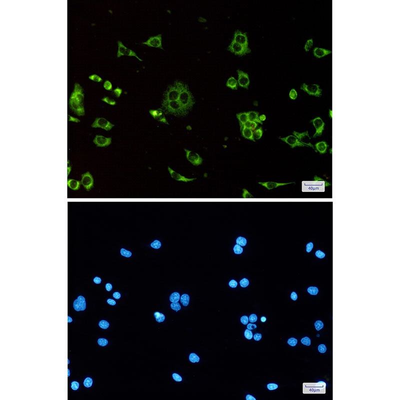 ATP Synthase C Rabbit mAb