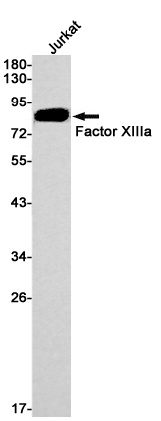 F13A1 Antibody